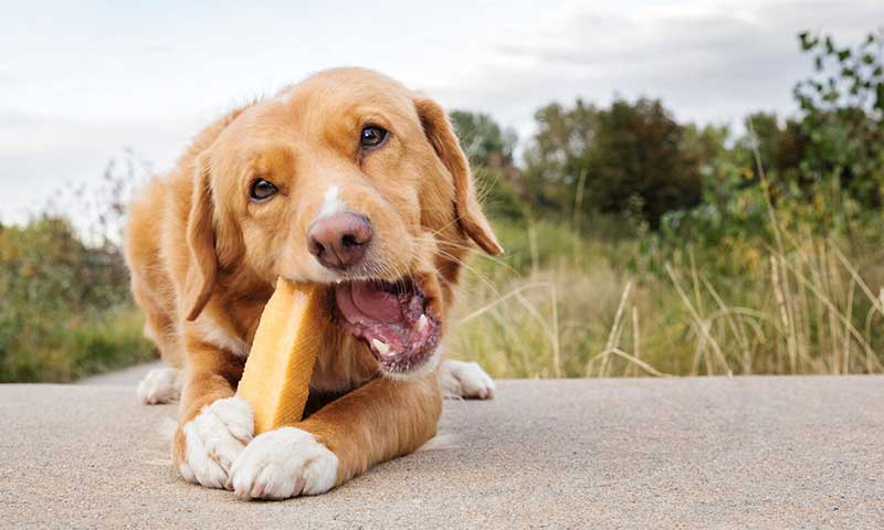 Yak Chews