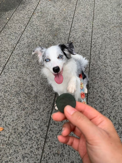 𝐇𝐘𝐏𝐎𝐀𝐋𝐋𝐄𝐑𝐆𝐄𝐍𝐈𝐂 𝐃𝐎𝐆 𝐓𝐑𝐄𝐀𝐓𝐒 🥦 - Wagging Green