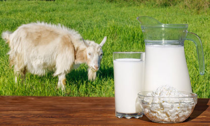 🐄 🐐 𝐊𝐄𝐅𝐈𝐑 𝐘𝐎𝐆𝐇𝐔𝐑𝐓  🥛 (Goat's Milk) 500ml